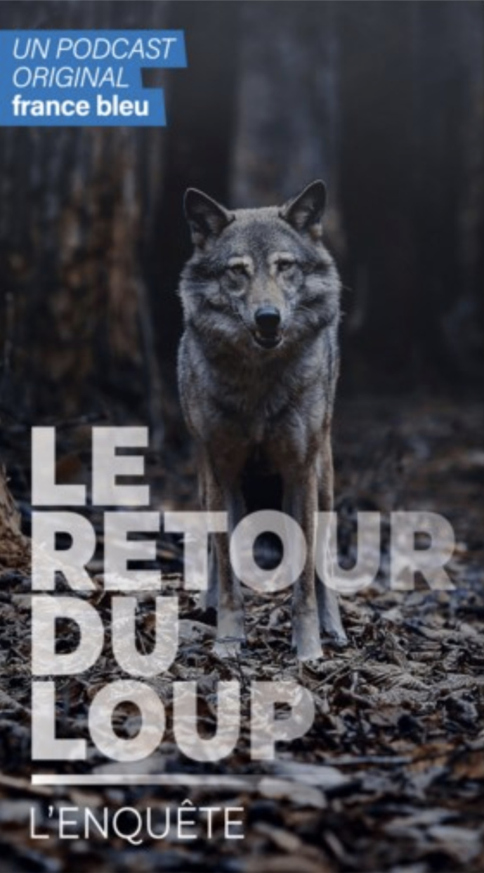 Podcast : France Bleu lance "Le Retour du Loup, l'enquête" Podcast : France Bleu lance "Le Retour du Loup, l'enquête"