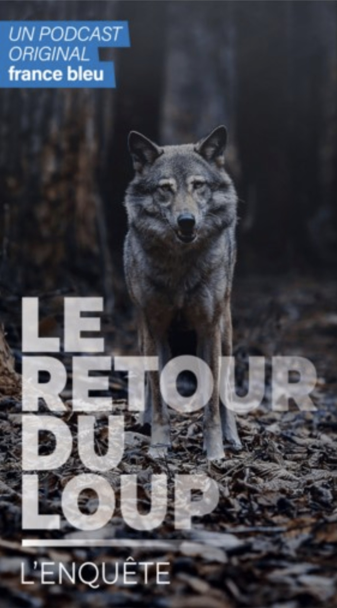 Podcast : France Bleu lance "Le Retour du Loup, l'enquête"