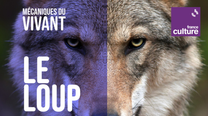 France Culture : une nouvelle collection de podcasts France Culture : une nouvelle collection de podcasts