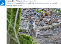 Un walibi serait né dans une réserve du Périgord, selon la station locale de France Bleu Un walibi serait né dans une réserve du Périgord, selon la station locale de France Bleu