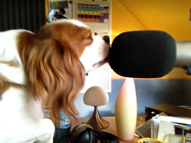 Alexandra Dayan aux commandes de Gingle Prod