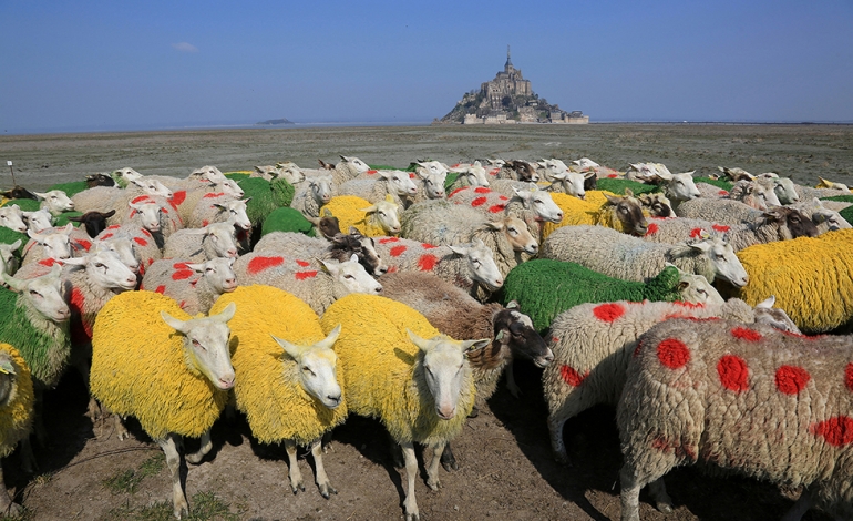 Les moutons de pré-salé de la Baie du Mont-Saint-Michel aux couleurs du Tour de France © David Daguier
