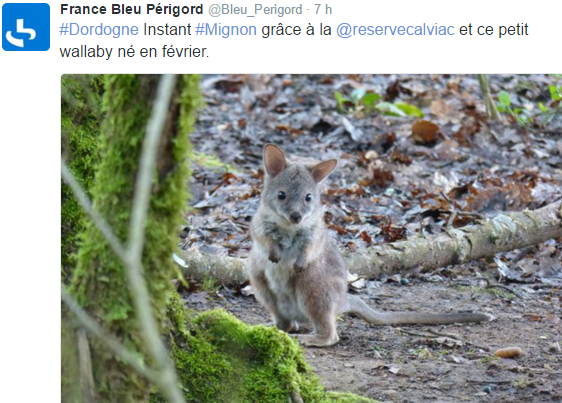 Un walibi serait né dans une réserve du Périgord, selon la station locale de France Bleu