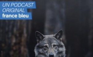 Podcast : France Bleu lance "Le Retour du Loup, l'enquête"