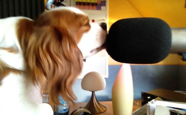 Alexandra Dayan aux commandes de Gingle Prod